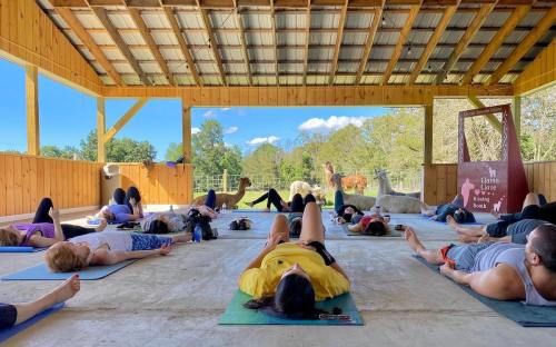 A group of people practicing yoga on mats in a wooden shelter, with horses visible in the background and a clear blue sky.
