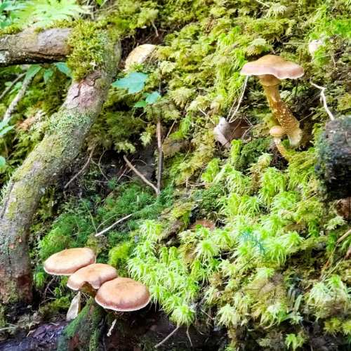 A cluster of mushrooms growing on a mossy forest floor, surrounded by green foliage and tree roots.