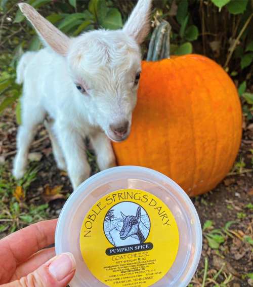 A small goat stands near a pumpkin, with a container of pumpkin spice goat cheese in a person's hand.