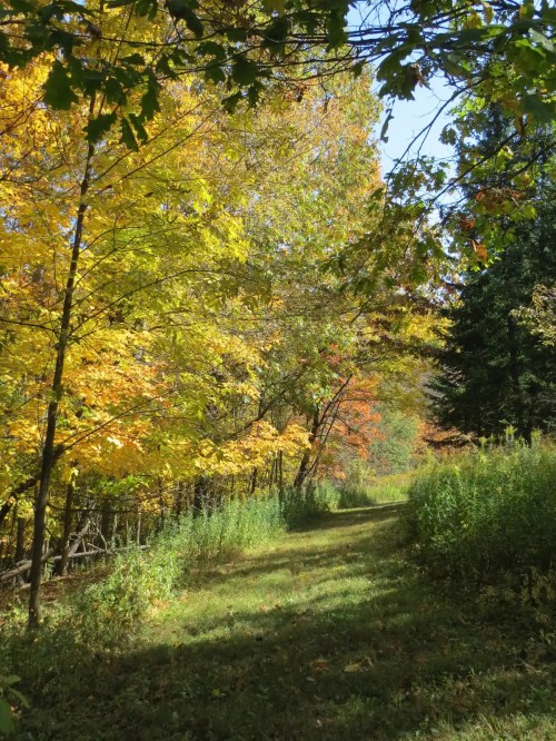 A serene path through a vibrant autumn forest, with colorful leaves and sunlight filtering through the trees.