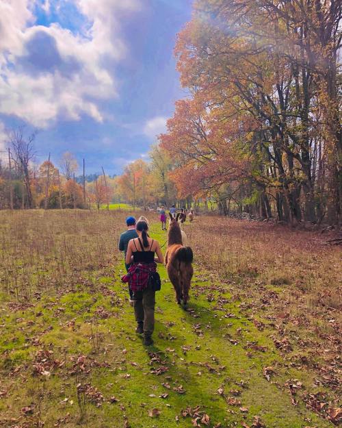 A group of people walking along a trail with llamas, surrounded by autumn foliage and a cloudy sky.
