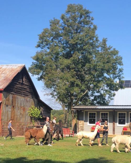 A group of people walking llamas on a sunny day near a barn and a large tree.