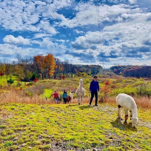 A person walks with children and llamas on a grassy path, surrounded by colorful autumn trees and a blue sky.
