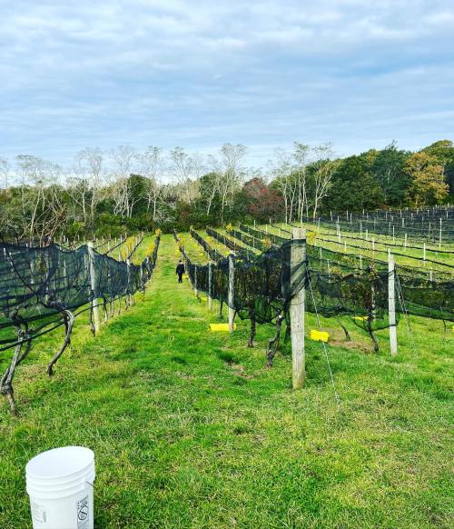 A vineyard with rows of grapevines, a person walking in the distance, and a cloudy sky overhead.