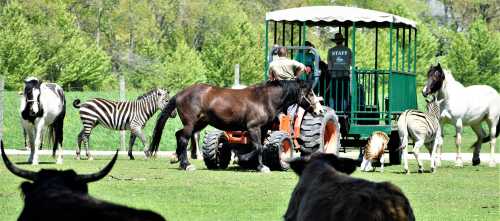 A tractor with staff surrounded by various animals, including horses, zebras, and cattle, in a green field.