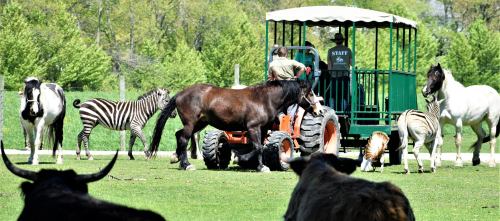 A tractor with staff surrounded by various animals, including horses, zebras, and cattle, in a green field.