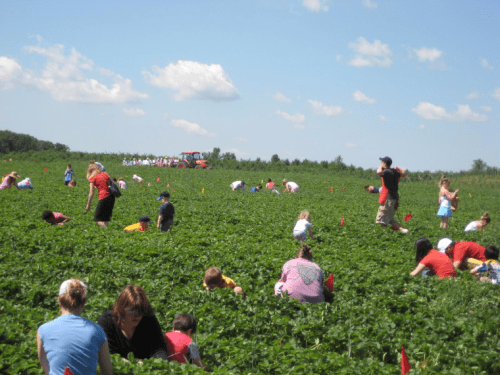 People of all ages are picking strawberries in a sunny field, with a tractor and a group in the background.