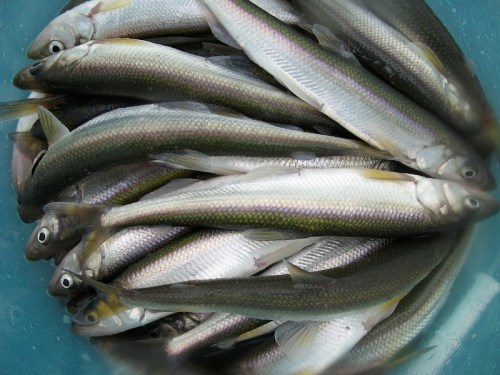 A close-up of a pile of fresh fish in a blue container, showcasing their shiny scales and streamlined bodies.