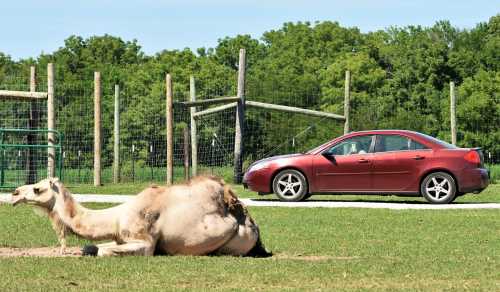 A camel lies on the grass beside a parked red car in a green, open area.