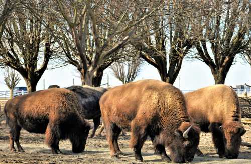 A group of bison grazing on the ground, surrounded by bare trees in a sunny landscape.