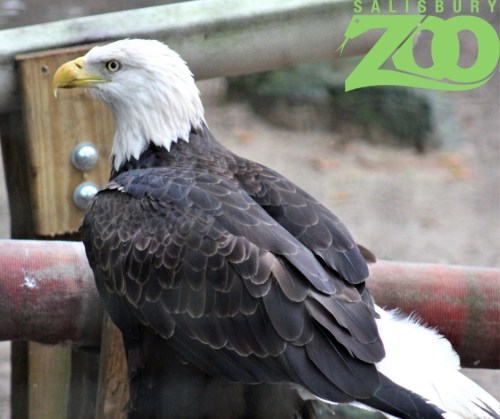 A close-up of a bald eagle perched, showcasing its distinctive white head and dark feathers. Salisbury Zoo logo in the corner.