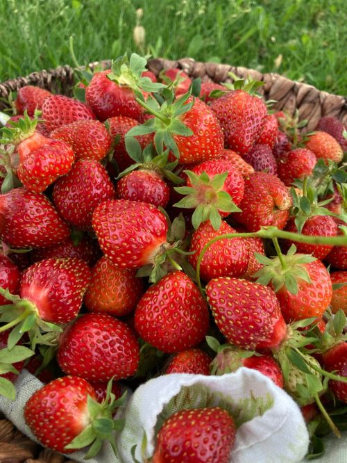 A woven basket overflowing with fresh, ripe strawberries on a grassy background.