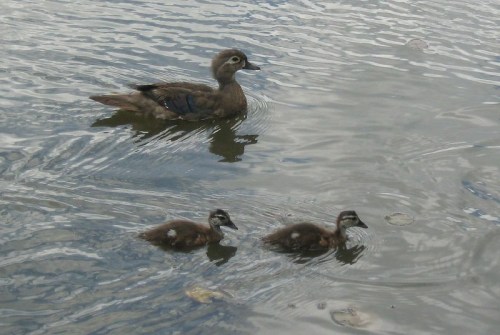 A mother duck swims in calm water with two ducklings following closely behind.
