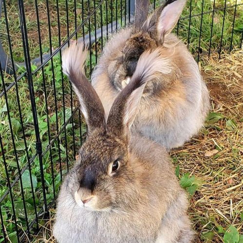 Two fluffy rabbits with long ears sitting together in a grassy area, enclosed by a wire fence.
