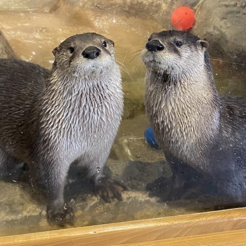 Two otters with wet fur stand side by side, looking up through a glass enclosure, with colorful balls in the background.