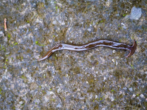 A long, slender brown worm-like creature on a textured, mossy surface.