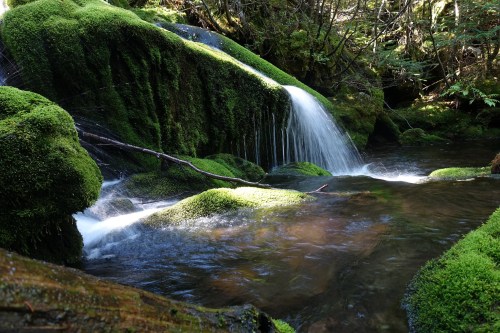 A serene forest scene featuring a small waterfall cascading over moss-covered rocks into a clear stream.