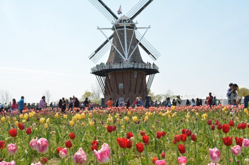 A vibrant field of tulips in various colors with a windmill and crowds of people in the background on a sunny day.
