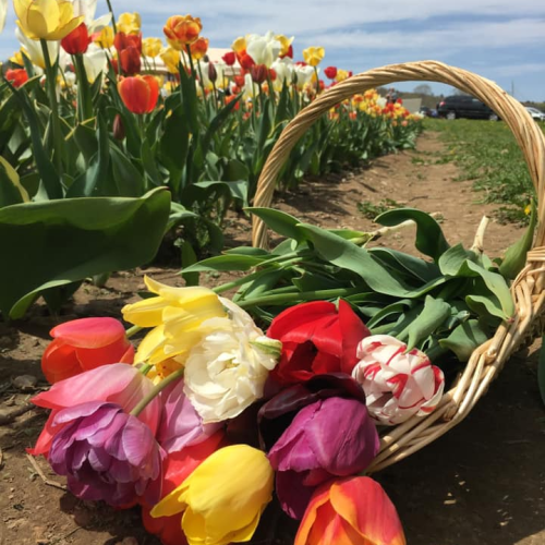 A woven basket tipped over, spilling colorful tulips in a field of blooming flowers under a clear blue sky.