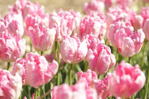 A field of vibrant pink tulips in full bloom, creating a soft and colorful floral landscape.