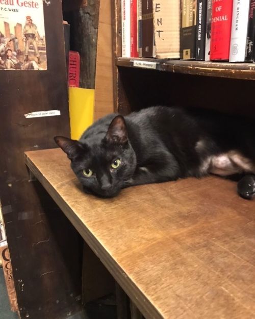 A black cat lounging on a wooden shelf in a cozy library filled with books.