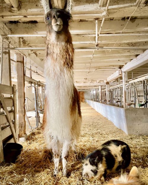 A tall llama stands in a barn next to a small pig, surrounded by straw and wooden structures.