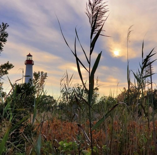 A lighthouse stands in the background, framed by tall grass and a colorful sunset sky.