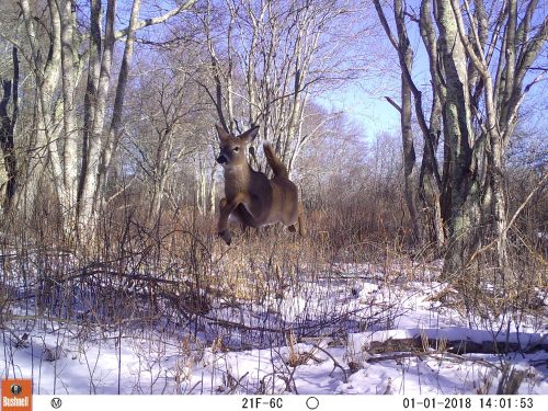 A deer leaps through a snowy forest, surrounded by bare trees and underbrush.