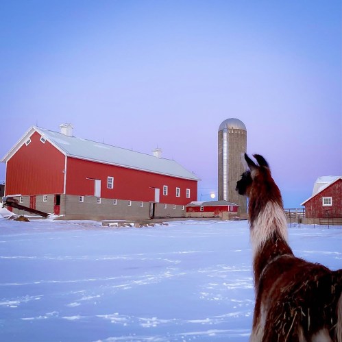 A llama stands in a snowy farmyard, with red barns and a silo in the background under a clear sky.
