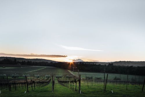 A serene vineyard at sunset, with rows of grapevines stretching towards the horizon under a colorful sky.