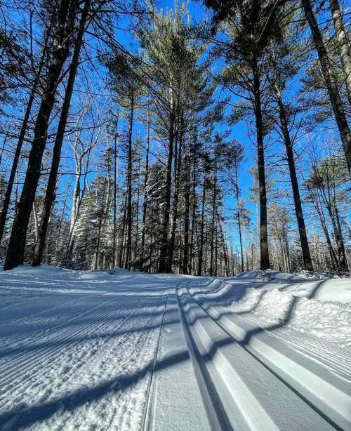 A snowy forest path lined with tall pine trees under a clear blue sky, with shadows cast on the snow.