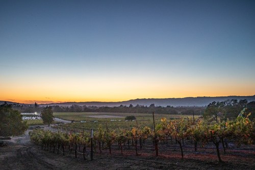 A serene vineyard at sunset, with rows of grapevines and a colorful sky fading from orange to blue.