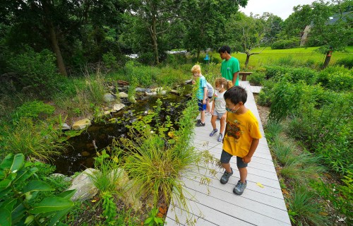 A group of children and an adult observe a pond surrounded by greenery on a wooden walkway.