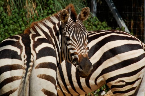 A close-up of a zebra with striking black and white stripes, looking back over its shoulder.
