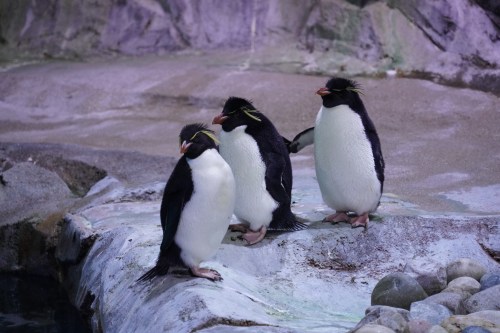 Three penguins standing on a rocky surface, with a textured background of rocks and water.