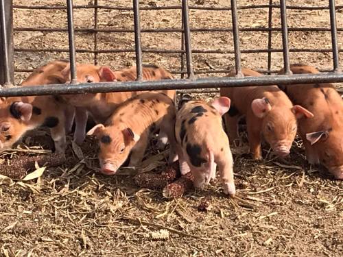 A group of small piglets with varying colors eating on the ground beneath a metal fence.