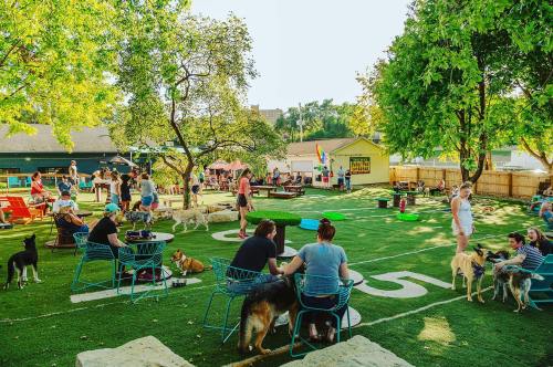 A vibrant dog park with people socializing, dogs playing, and green grass under sunny skies.