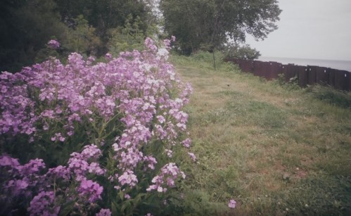 A path lined with vibrant purple flowers beside a grassy area and a wooden fence, leading towards a body of water.