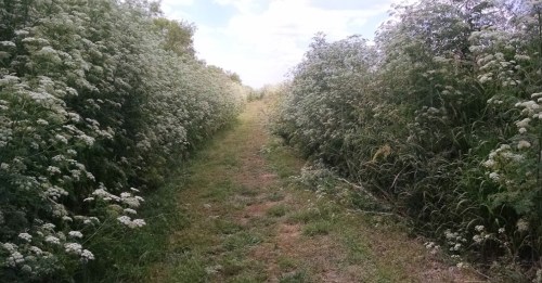 A narrow path lined with tall green plants and white flowers, leading into a sunny, open area.