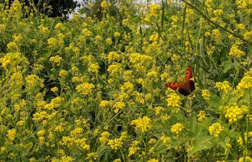 A vibrant orange butterfly flits among a field of bright yellow flowers under a clear sky.