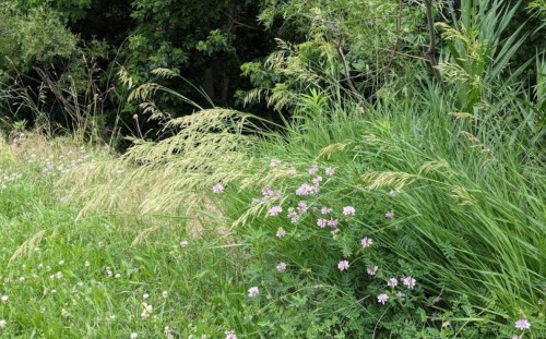 Lush green grass and wildflowers in a natural setting, surrounded by trees and tall plants.