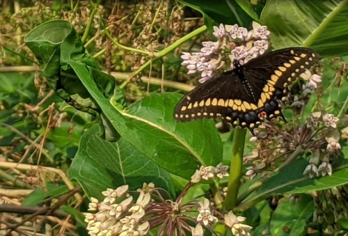 A black butterfly with yellow markings perched on pink and white flowers among green leaves.