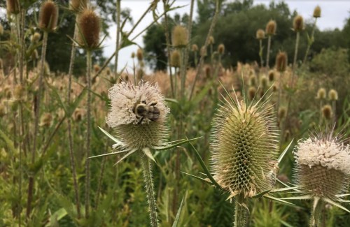 A bee perched on a thistle flower in a field of tall grasses and plants under a cloudy sky.