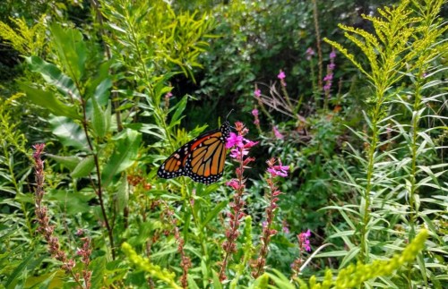 A vibrant monarch butterfly perched on pink flowers amidst lush green foliage.