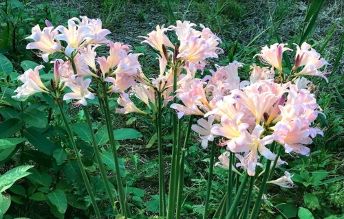 A cluster of delicate pink flowers with long green stems, surrounded by lush green foliage.