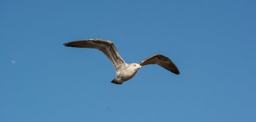 A seagull soaring against a clear blue sky, wings outstretched.