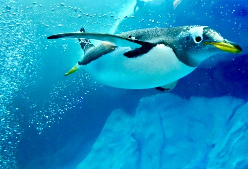 A penguin swimming underwater, surrounded by bubbles and a blue background.