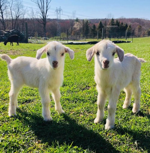 Two playful white goat kids stand on green grass, surrounded by a sunny farm landscape.