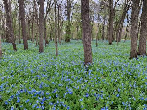A serene forest scene with a carpet of blue flowers covering the ground among tall trees.