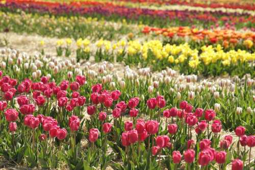 A vibrant field of tulips in various colors, including pink, yellow, and white, blooming under a sunny sky.